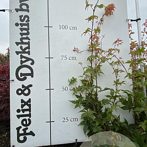 Acer pal. 'Osakazuki' 60-80 cm met kluit