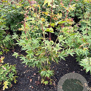 Acer pal. 'Osakazuki' 60-80 cm met kluit