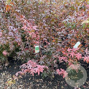 Acer pal. 'Osakazuki' 80-100 cm met kluit