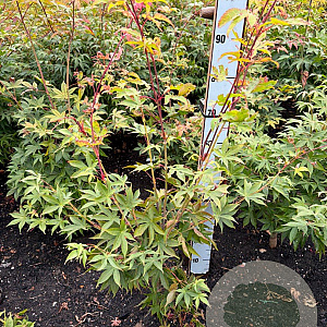 Acer pal. 'Osakazuki' 80-100 cm met kluit