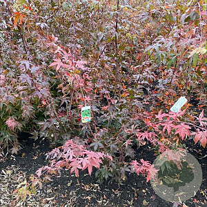 Acer pal. 'Osakazuki' 80-100 cm met kluit