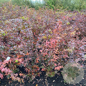 Acer pal. 'Osakazuki' 100-125 cm met kluit
