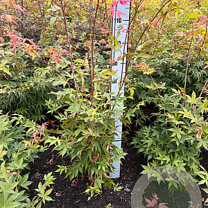 Acer pal. 'Osakazuki' 100-125 cm met kluit