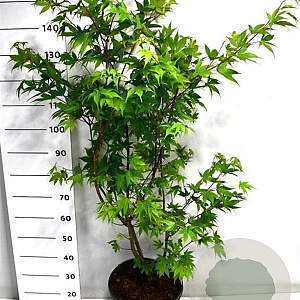 Acer pal. 'Osakazuki' 100-125 cm 20L