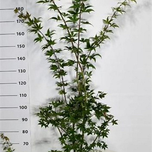 Acer pal. 'Osakazuki' 150-175 cm 20L