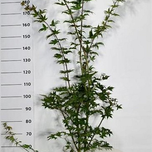 Acer pal. 'Osakazuki' 150-175 cm 20L