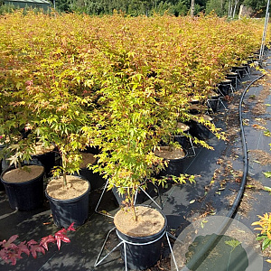 Acer pal. 'Sangokaku' 80-100 cm 10L