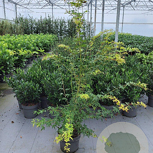 Acer pal. 'Sangokaku' 80-100 cm 10L