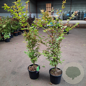 Acer pal. 'Sangokaku' 80-100 cm 10L