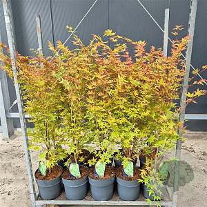 Acer pal. 'Sangokaku' 80-100 cm 10L