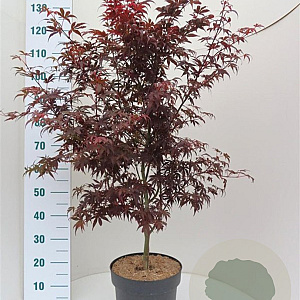 Acer pal. 'Skeeter's Broom' 100-125 cm 10L
