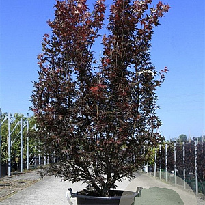 Acer pal. 'Skeeter's Broom' 175-200 cm 50L