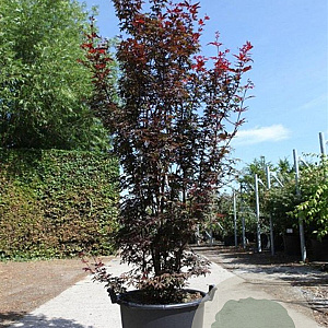 Acer pal. 'Twombly's Red Sentinel' 175-200 cm 50L