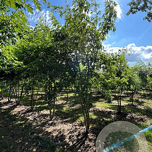 Acer s. 'Laciniatum Wieri' 500-600 cm draadkluit meerstammig