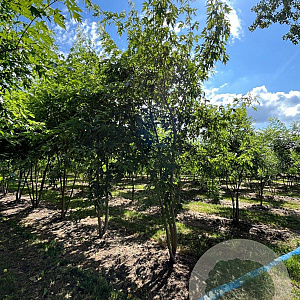 Acer s. 'Laciniatum Wieri' 500-600 cm draadkluit meerstammig