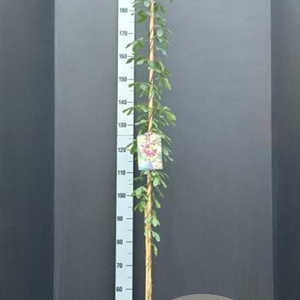 Akebia quinata 175-200 cm 7,5L