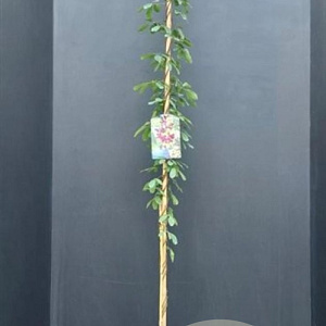 Akebia quinata 175-200 cm 7,5L