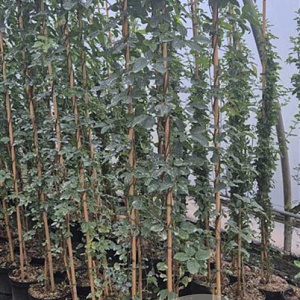 Akebia quinata 175-200 cm 7,5L