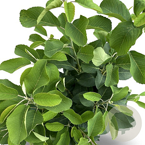 Amelanchier aln. 'Obelisk' 100-125 cm 12L