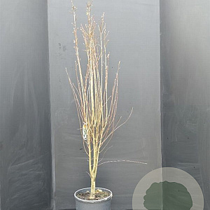 Amelanchier aln. 'Obelisk' 125-150 cm 15L