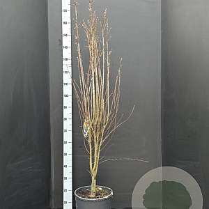 Amelanchier aln. 'Obelisk' 125-150 cm 15L