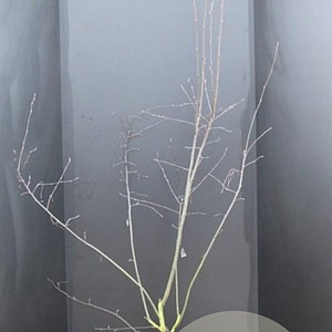 Amelanchier 'Ballerina' 150-175 cm 15L