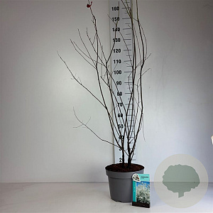 Amelanchier lamarckii 100-125 cm 10L