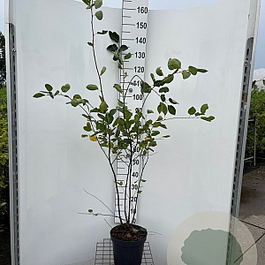 Amelanchier lamarckii 125-150 cm 7,5L