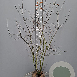 Amelanchier lamarckii 150-175 cm met kluit