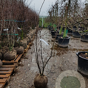 Amelanchier lamarckii 150-175 cm met kluit