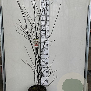 Amelanchier lamarckii 150-175 cm 20L