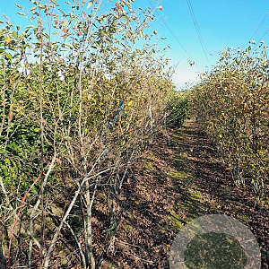 Amelanchier lamarckii 200-250 cm draadkluit meerstammig