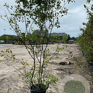 Amelanchier lamarckii 200-250 cm container meerstammig