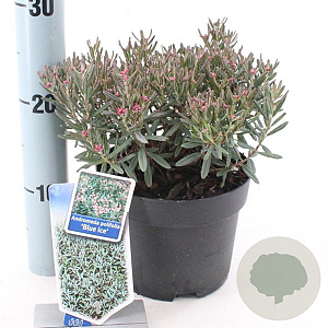 Andromeda polifolia 'Blue Ice' 20-25 cm 2,0L