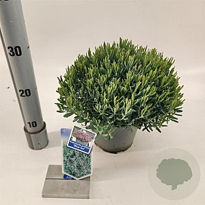 Andromeda polifolia 'Blue Ice' 20-25 cm 2,0L