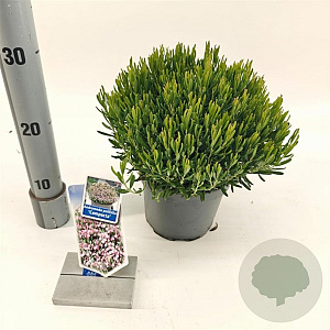 Andromeda polifolia 'Compacta' 20-25 cm 2,0L