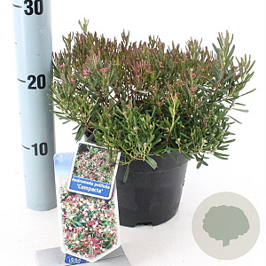 Andromeda polifolia 'Compacta' 20-25 cm 2,0L