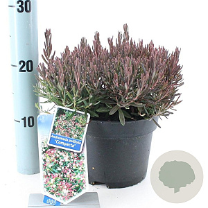 Andromeda polifolia 'Compacta' 20-25 cm 2,0L