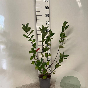 Aronia melanocarpa 60-80 cm 2,0L