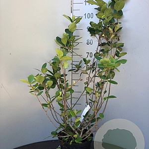 Aronia melanocarpa 125-150 cm 7,5L
