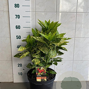 Aucuba jap. 'Variegata' 40-45 cm 7,5L