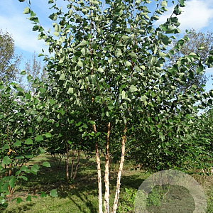 Betula nigra 450-500 cm draadkluit meerstammig