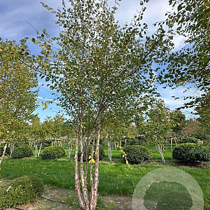 Betula nigra 500-600 cm draadkluit meerstammig