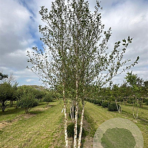 Betula nigra 500-600 cm draadkluit meerstammig