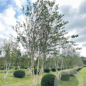 Betula nigra 500-600 cm draadkluit meerstammig