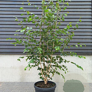 Betula utilis 'Doorenbos' 200-250 cm 45L meerstammig