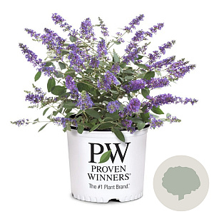 Buddleja Blue Chip Jr. GM 3,0L leverbaar
