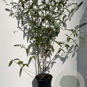 Buddleja d. 'Royal Red' 80-100 cm 7,5L