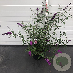Buddleja d. 'Royal Red' 80-100 cm 10L