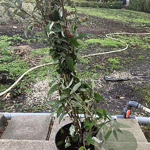 Buddleja d. 'Royal Red' 80-100 cm 10L